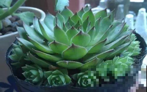 多肉即将睡醒，“大餐”备好了没？不花钱的肥料有的是！