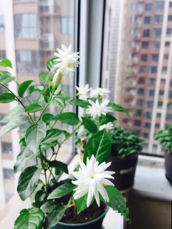 6种花秋天别换盆，把根伤了，一年都不开花！