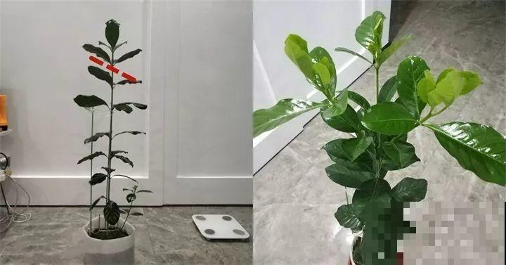 这8种花，拿棍子一绑凹个造型，身价嗖嗖往上翻！