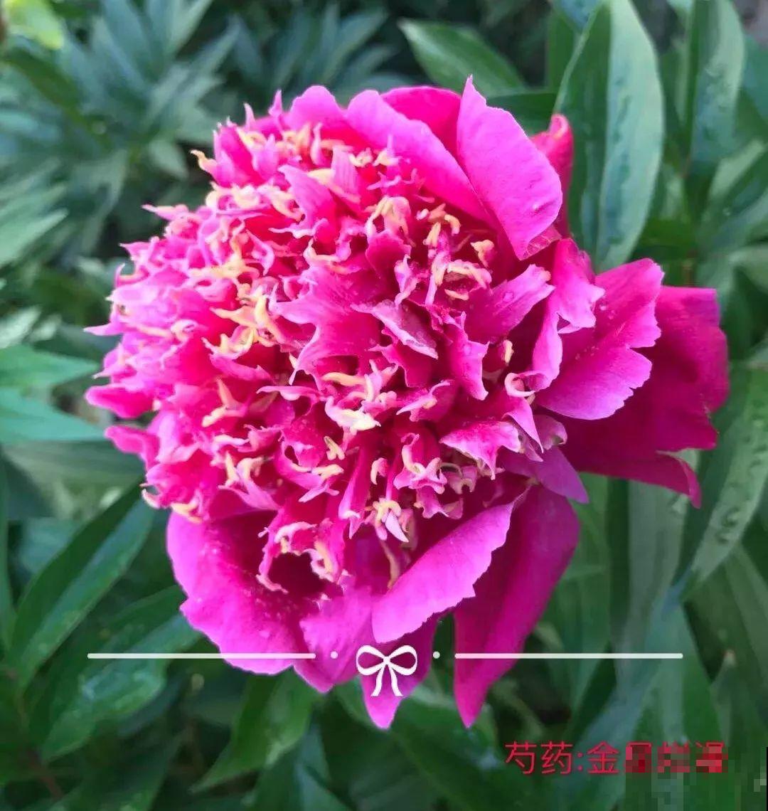 这种吉祥富贵花，秋天都要抢着养，错过再等一年！