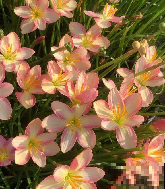 扔在门口的“韭菜”，竟然开出小百合，这花也太低调了！