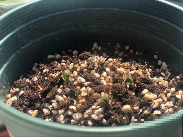 死不了的花，5年生了10麻袋，大铲车挖了一天！