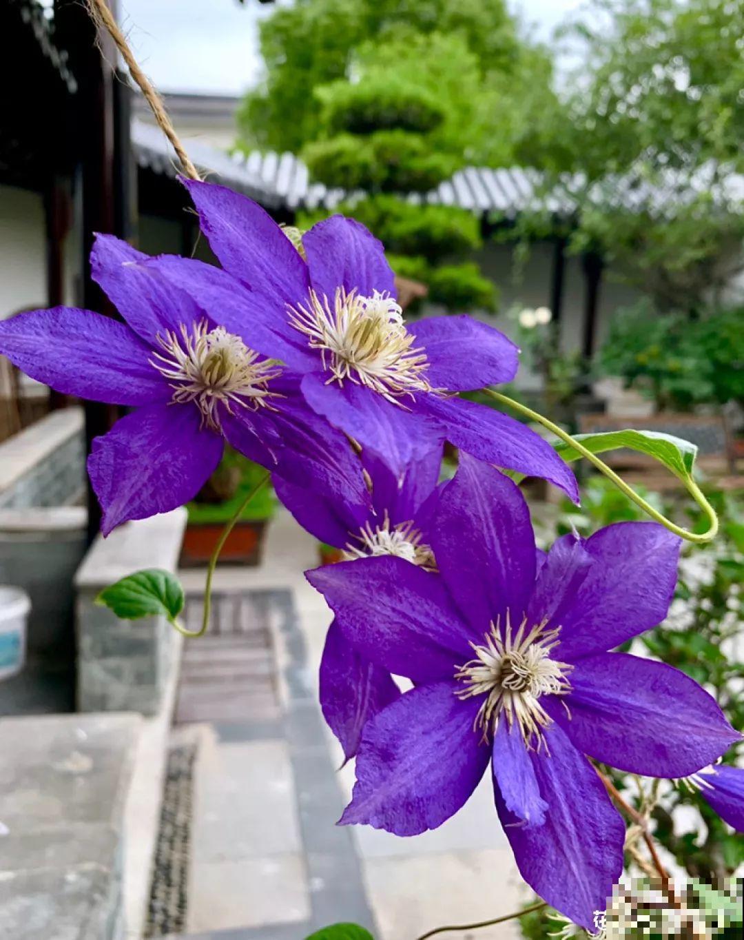 愿老来有个小院，养花种草，做一个幸福的养花奴！