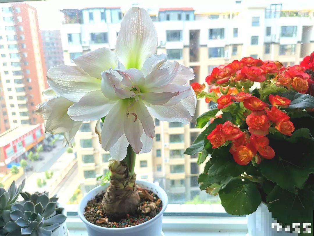 6种大型花，花苞直径20公分，摆家里太大气！