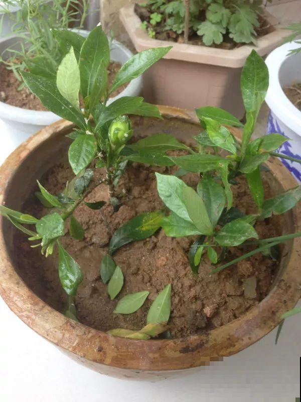 这么贵的花，路边扔了一大堆，丢人也要捡！