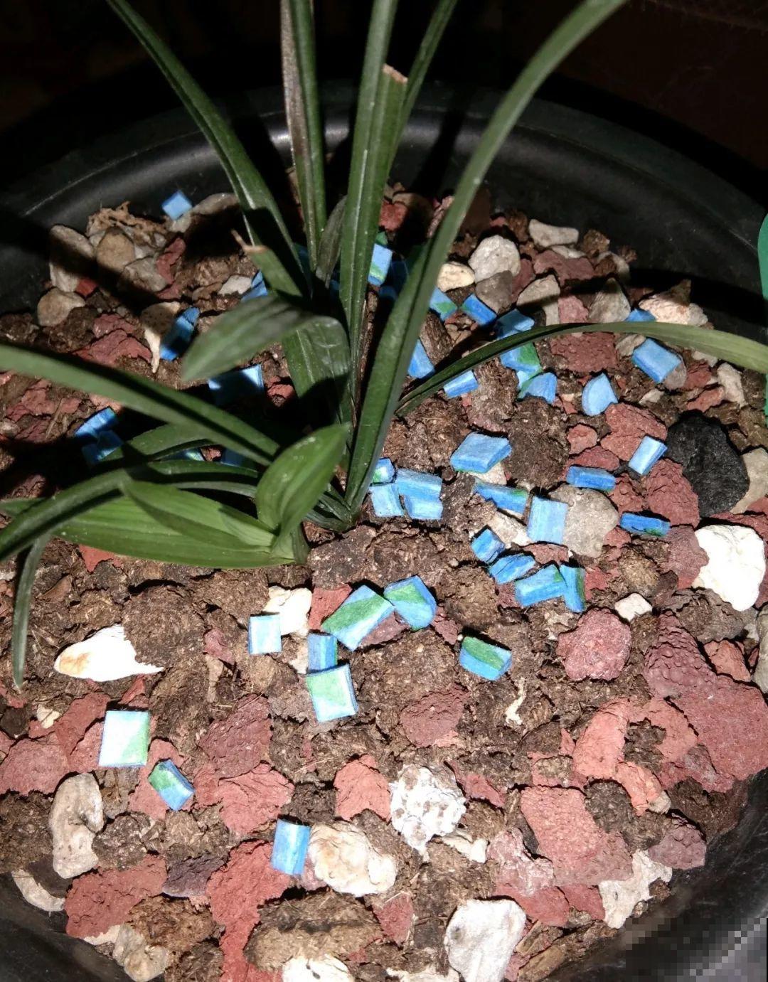 给花喷点它，蚂蚁蜗牛全杀死，家里再也不招虫！