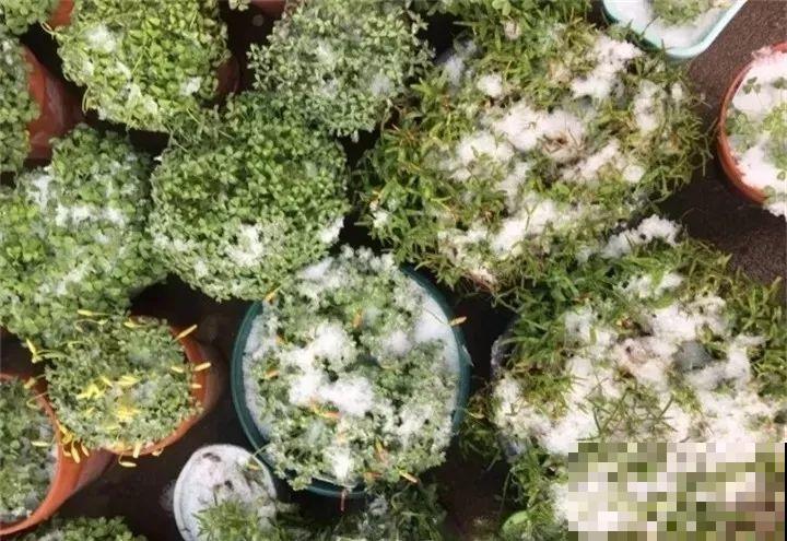 这花埋土里，不用剪就开爆，来年挖出来种球数翻10倍！