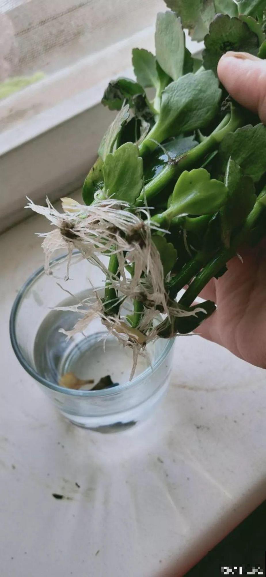 家里有这8种花，现在最容易死，别乱浇水！