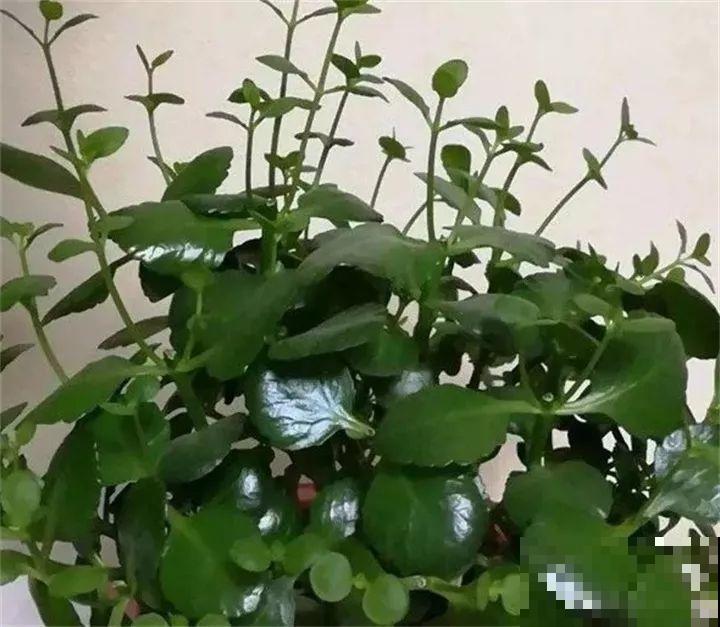 夏天养长寿，这4个雷区不能踩，不然3天就死光！