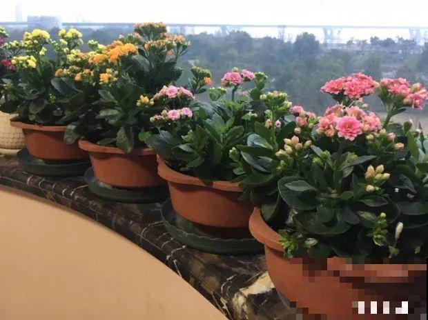 9月快上壮花肥，10天撒一把，新芽蹭蹭往外长！