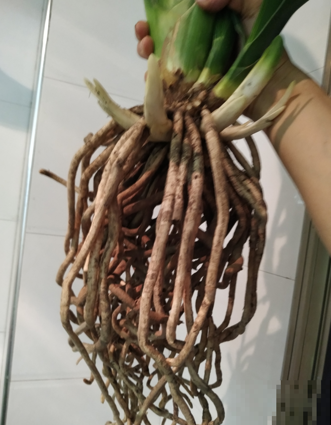 入秋还不赶紧换盆？那你的花就等着枯死吧，肯定捱不过今年！