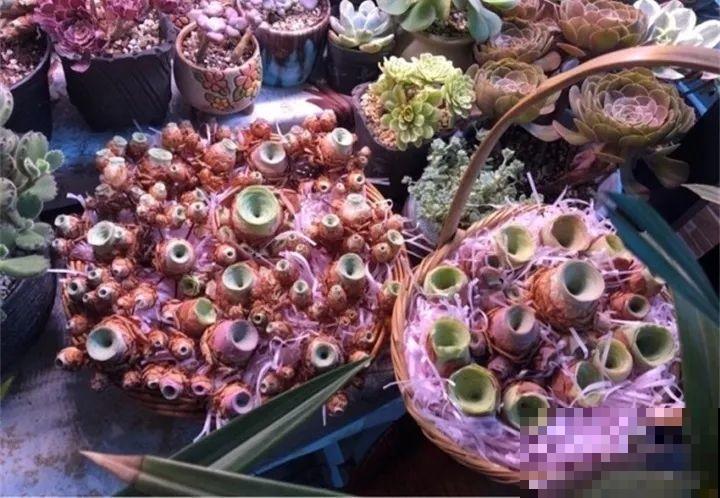这种多肉，天生会说“我爱你”，拿来表白，没有女生会不心动！