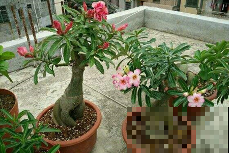 沙漠玫瑰成光杆？饿几顿喷点它，花芽猛蹿！