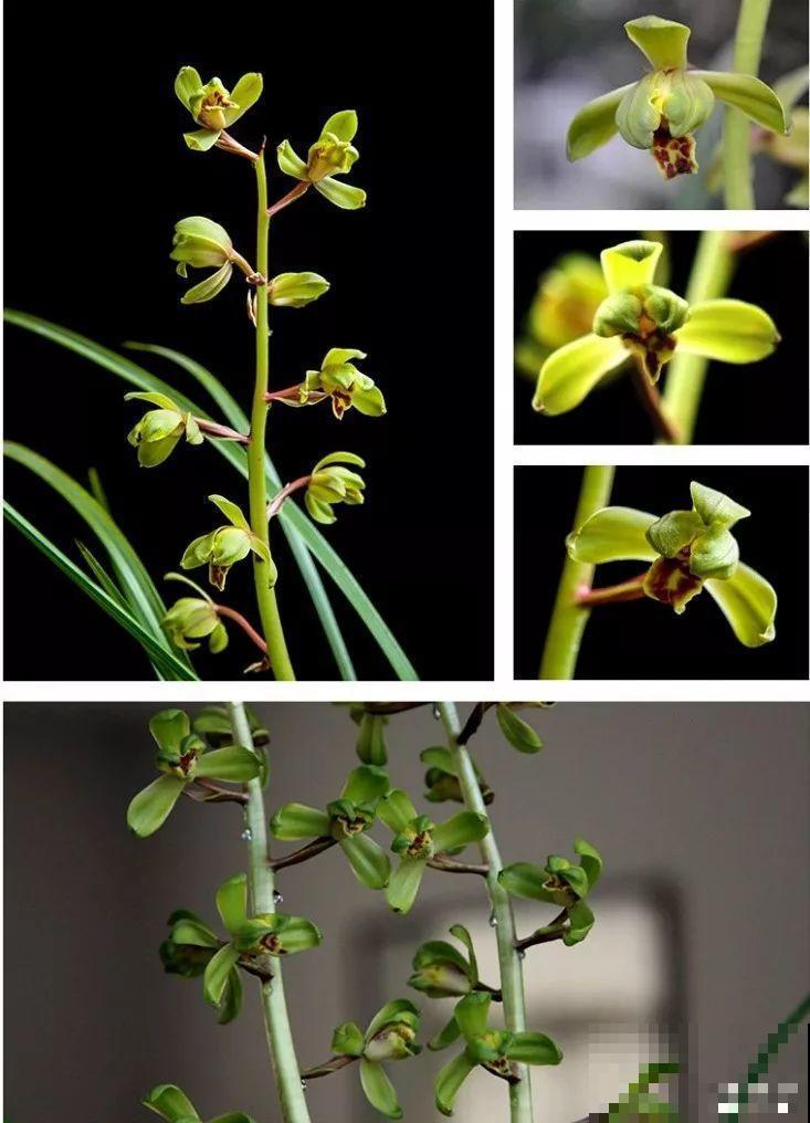 50多盆名贵兰花，一夜被盗，气人的偷花贼！