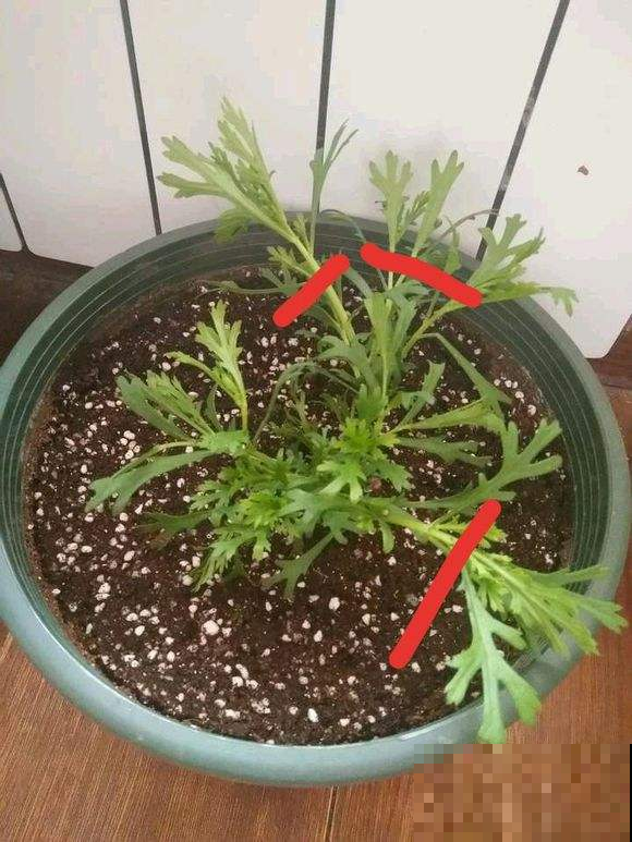 养花太温柔可不行，就要时不时掐它打它，才能长成爆盆的大胖子！