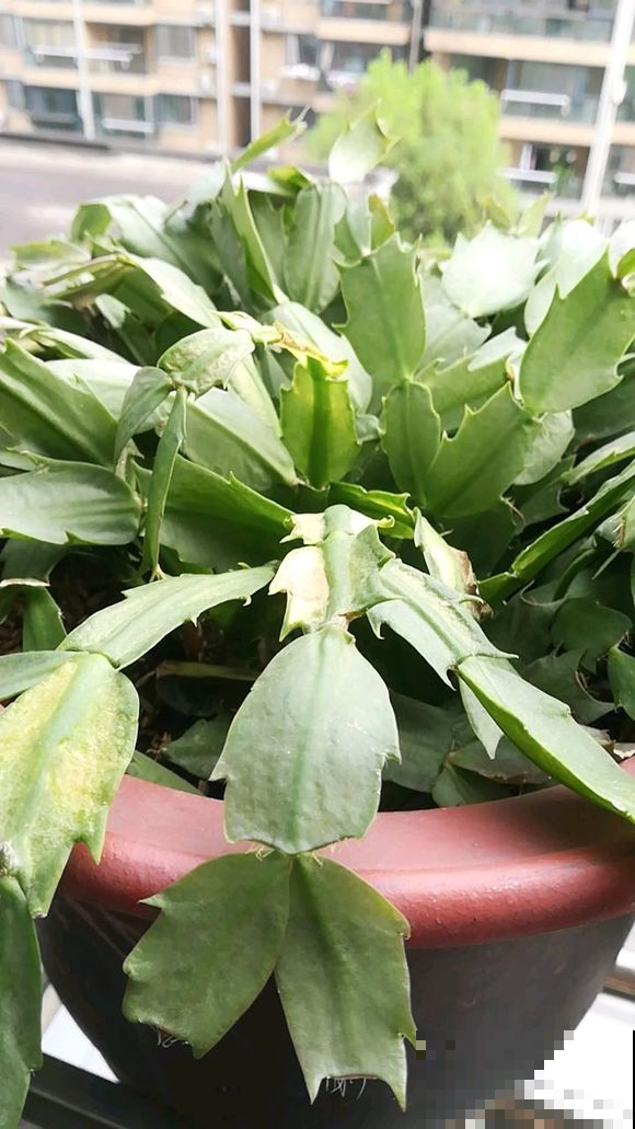 蟹爪兰还不窜芽？别光顾着施肥，打开“机关”才重要！