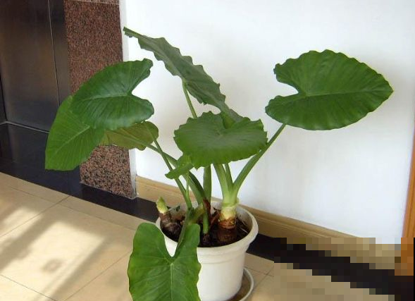 滴水观音好看但有毒，没关系，养盆它就够了！