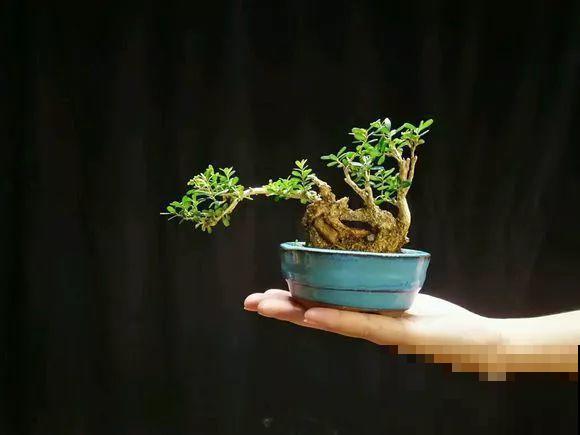 这花巴掌大，盆越小越挤，长得越旺盛！