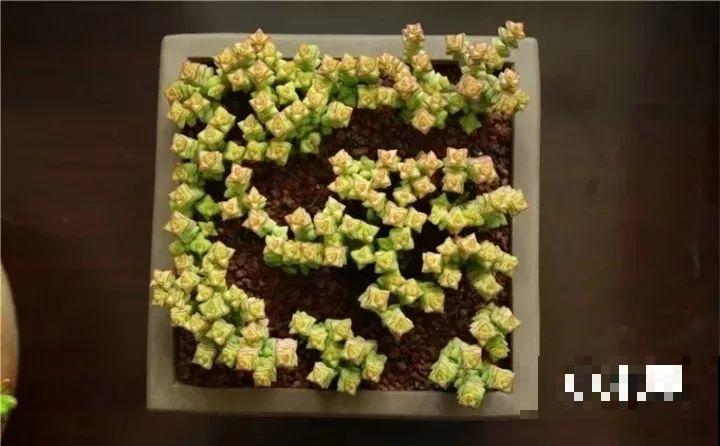 10种以假乱真的花，买花时睁大眼，免得被骗！
