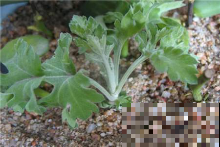 夏天折点枝插盆里，秋天就能赏灿烂菊花海，错过现在就来不及了！