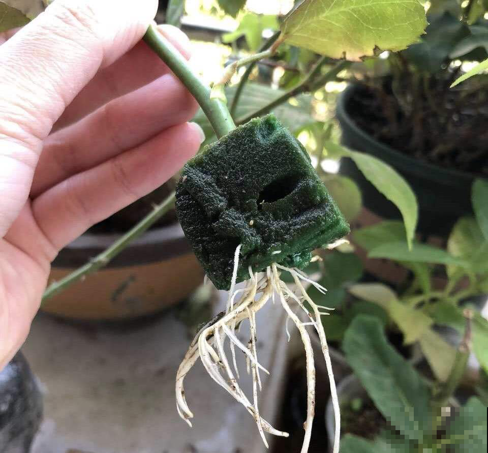 花原来也爱吃糖？闲着没事喂它点，发了疯一样窜到房顶！