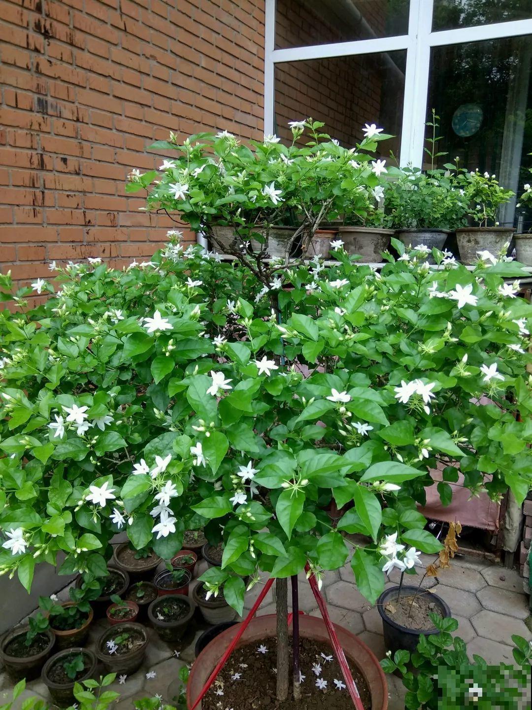 这花剪一茬开一茬，越晒花越多，整个夏天屋里都是香香的！