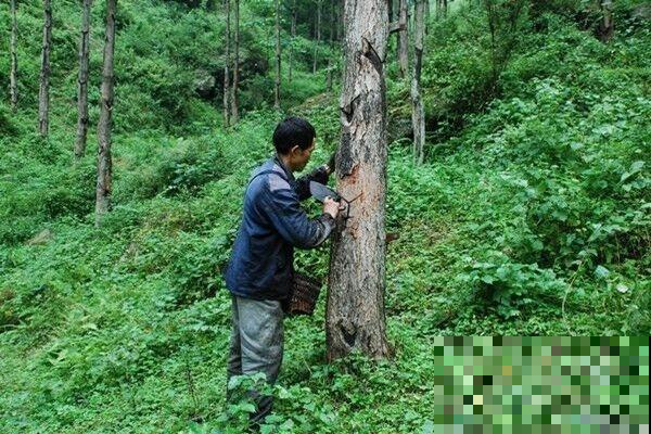 农村见到这树快跑，不小心碰一下脸肿成猪头，树汁却能卖百元一斤