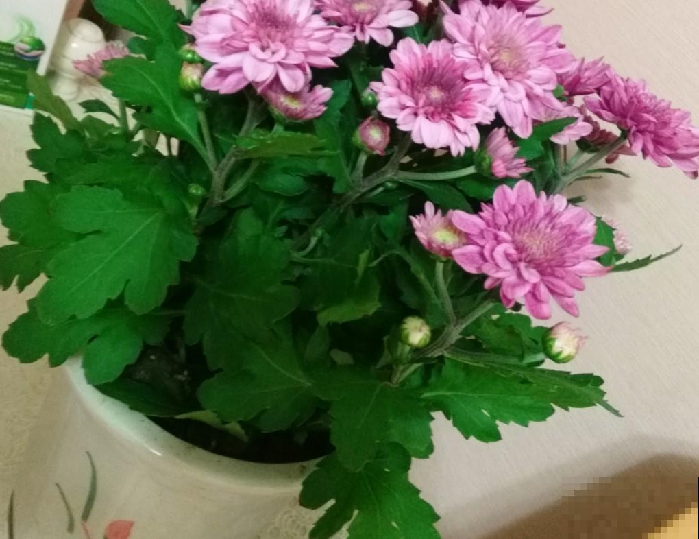 想要中秋节赏花吗？栽种它，比赏月还美呢！