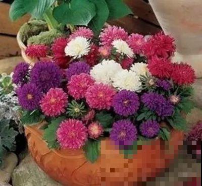 这花就得多喝水，1天1瓢水，轻轻松松养爆盆！