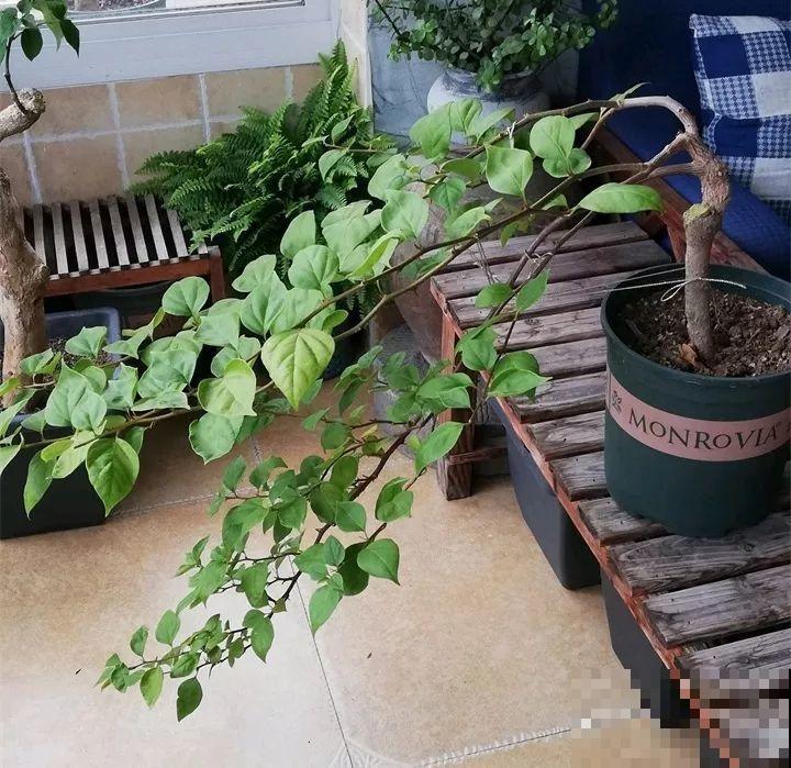 这8种花，拿棍子一绑凹个造型，身价嗖嗖往上翻！