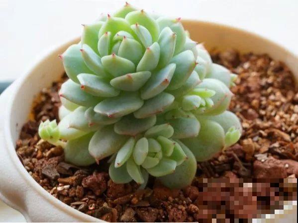 这5种多肉最难养，夏天还没过完就挂，新手慎入！