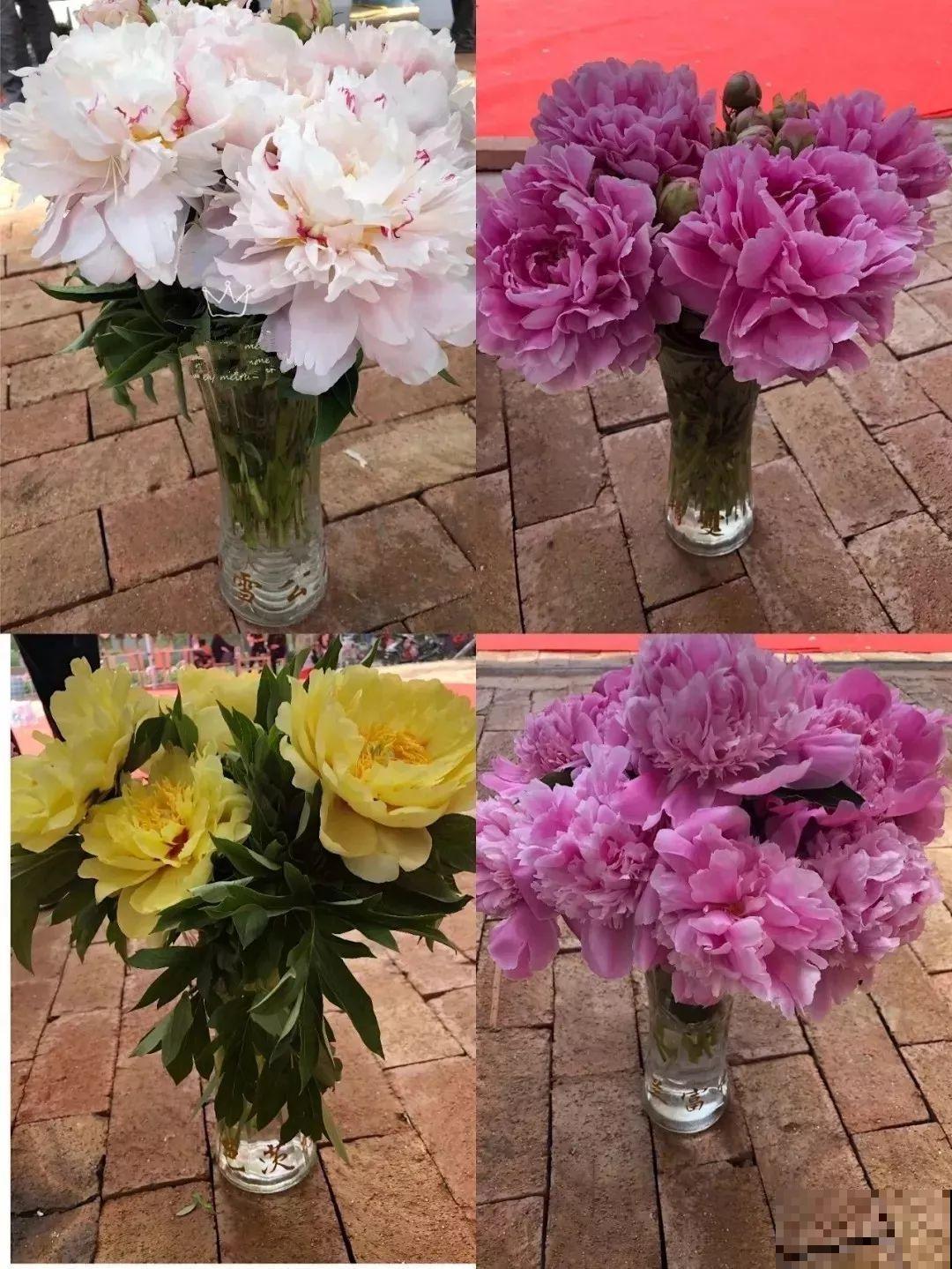 这种吉祥富贵花，秋天都要抢着养，错过再等一年！