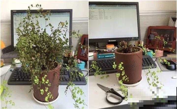 三伏后还有秋老虎，6种花不能乱晒，小心黄叶全死翘！