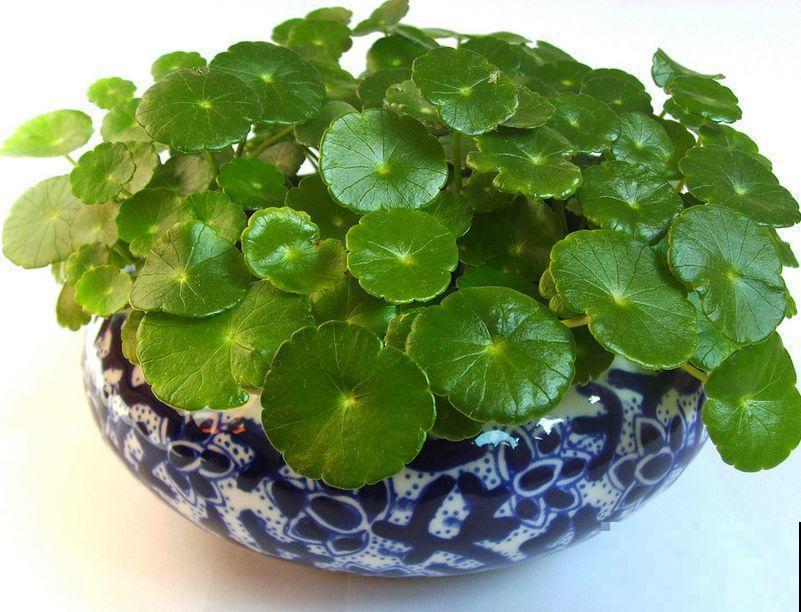 这花就得多喝水，1天1瓢水，轻轻松松养爆盆！