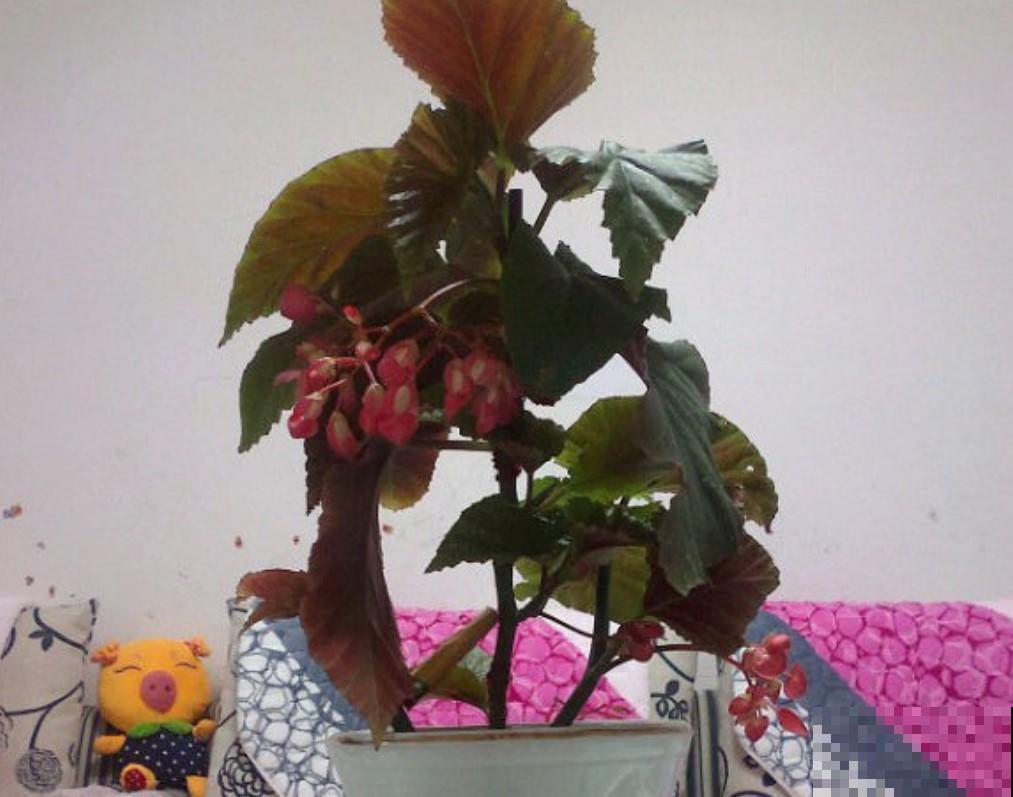 想要中秋节赏花吗？栽种它，比赏月还美呢！