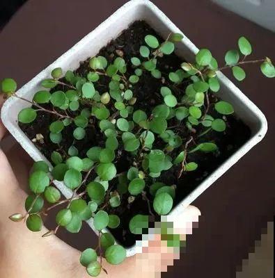 这5种花，剪根枝条就能长，半年收获一盆小豆豆！