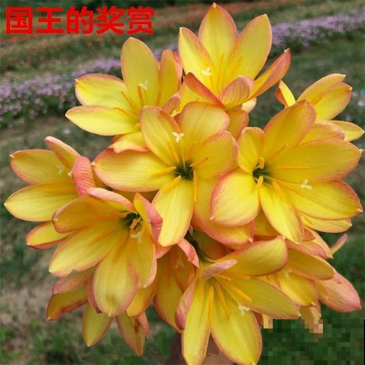 死不了的花，5年生了10麻袋，大铲车挖了一天！