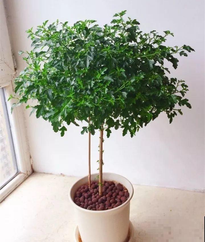 这8种花，拿棍子一绑凹个造型，身价嗖嗖往上翻！