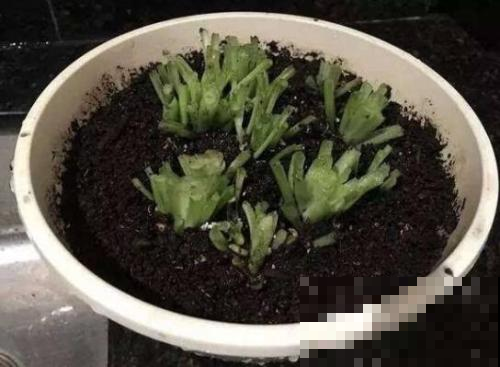 天凉了，是时候给吊兰修剪了，新叶窜的比谁都快！