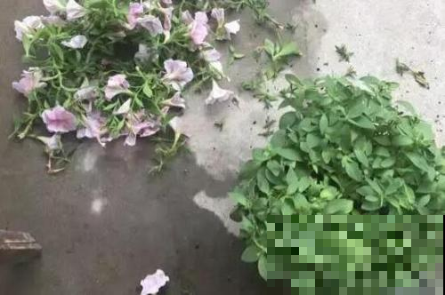 修剪是场长久战，别指望一次就成功，想要控制株型就得分批来！