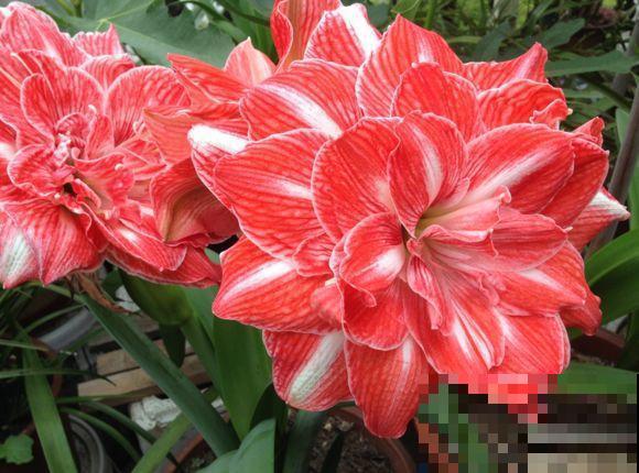 6种大型花，花苞直径20公分，摆家里太大气！
