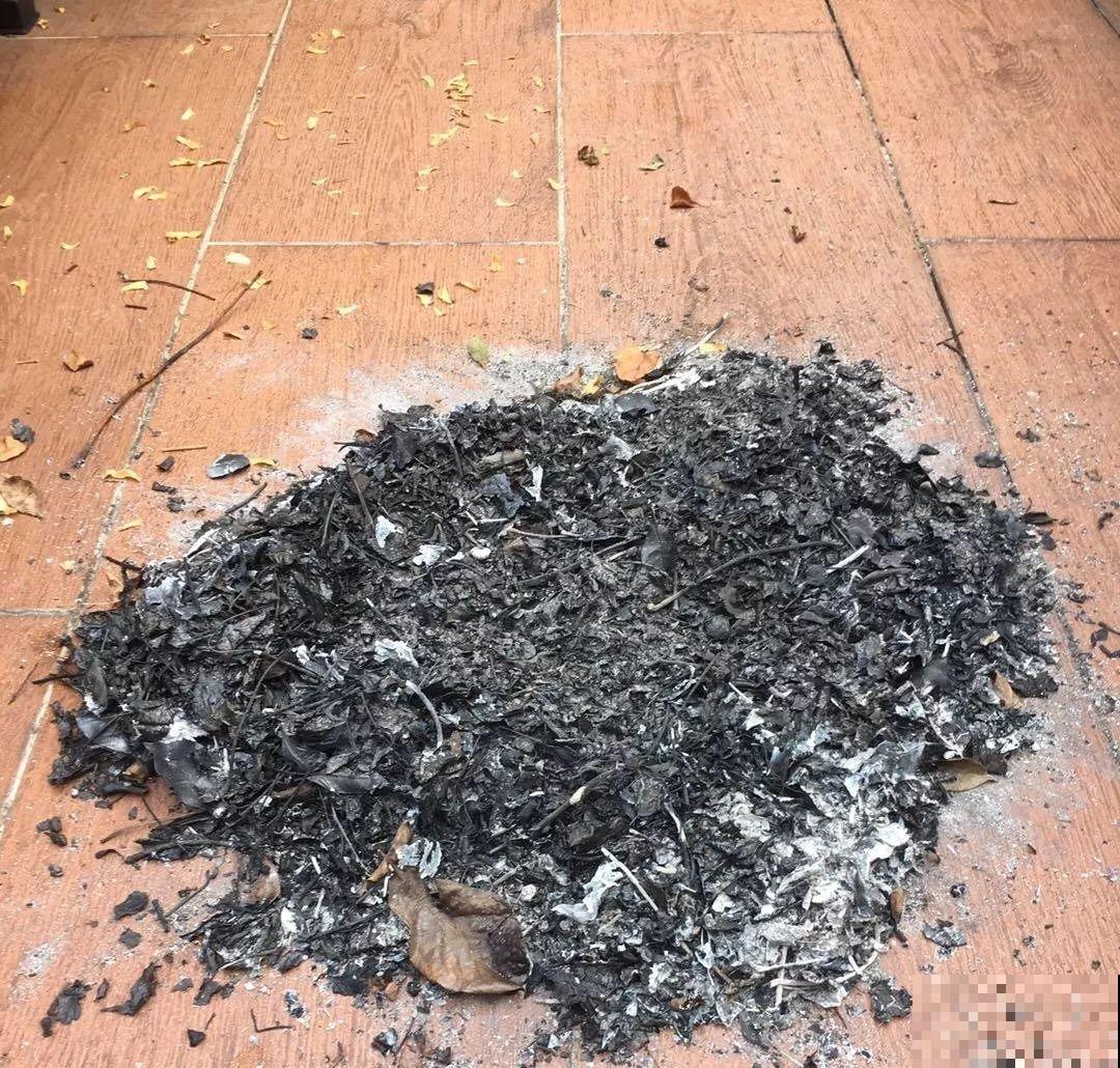 1把蚊香灰撒盆里，虫子全死光，花越长越壮！