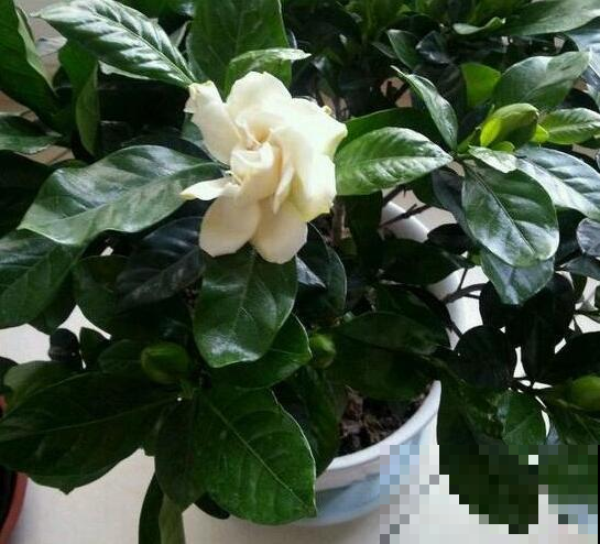 栀子花浇点这种水，叶子不黄还窜叶，比买得营养液还好使！