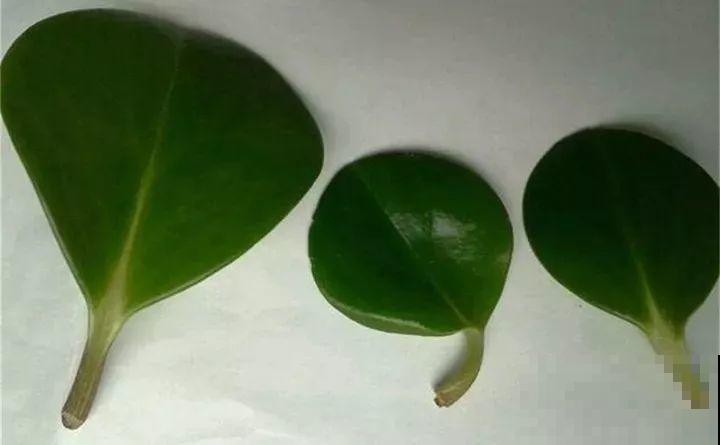 10种花扦插技巧，没事的时候插两盆，多到阳台都放不开！