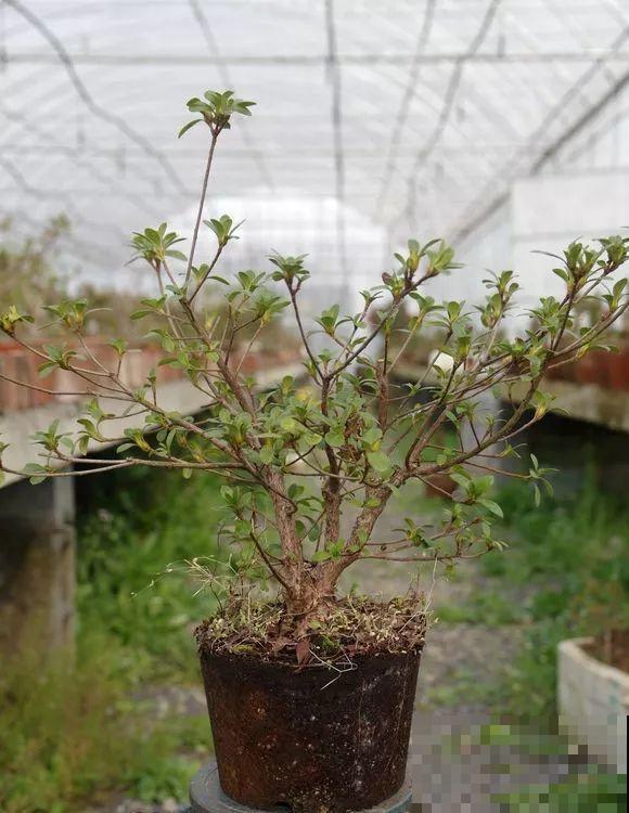 公认难养的花，他花10年时间养成盆景，价值翻倍！