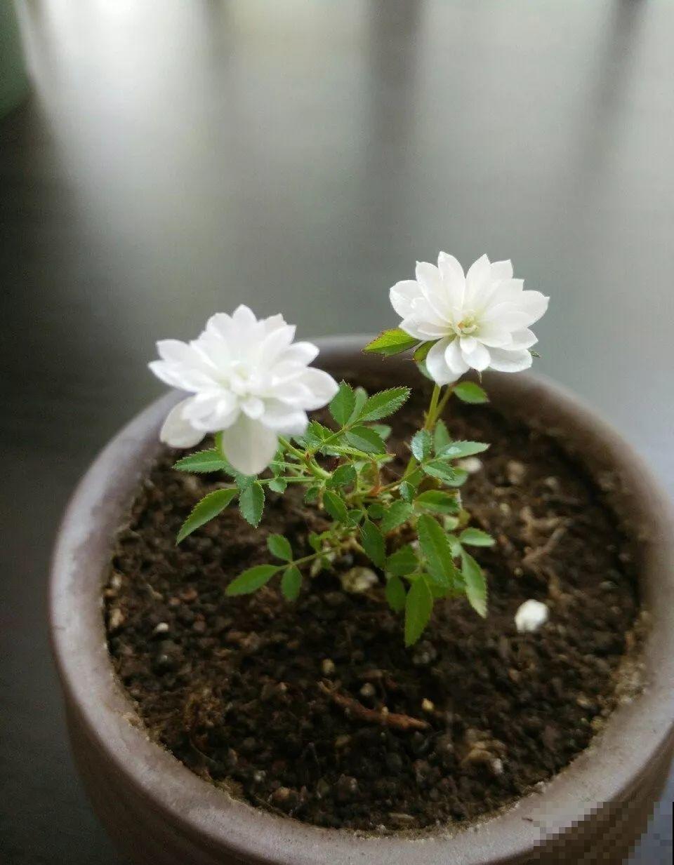 这花巴掌大，盆越小越挤，长得越旺盛！