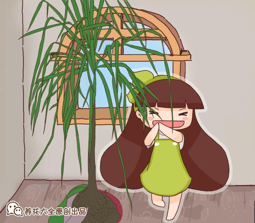 自带啤酒肚的9种花，省心又好养，你就放心出门吧！