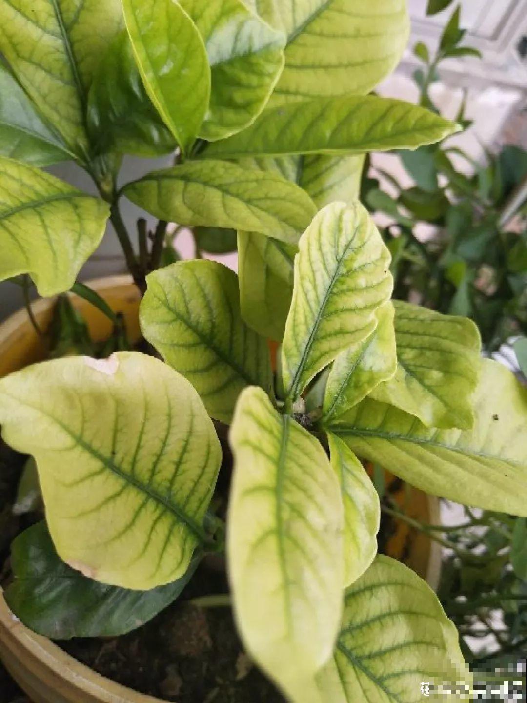 30种常见花的夏季浇水方法，告别烂根黄叶，养花无忧！