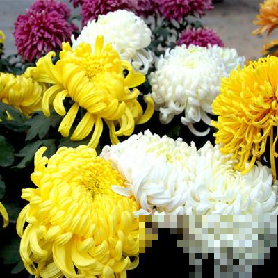 菊花咋突然黄叶一大片？要是不赶紧做这事，秋天别想赏菊！