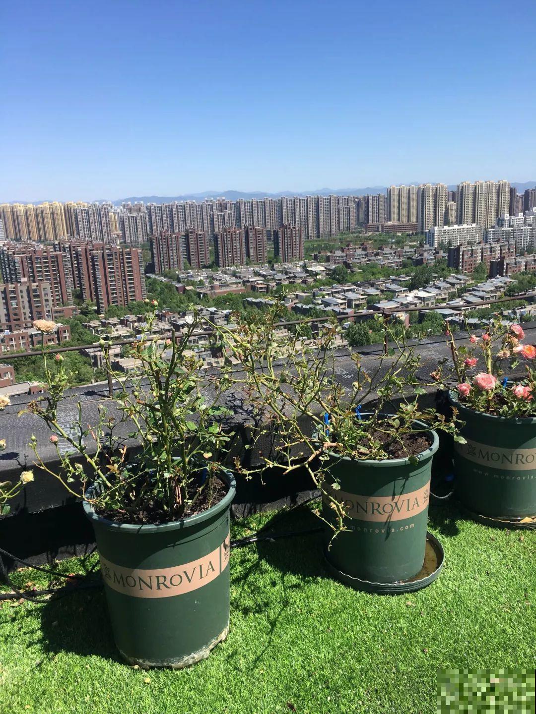 3年时间，她把露台打造成一个花的海洋，每一天都是快乐的！